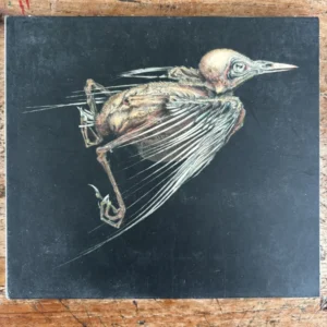 Jenny Hval & Susanna - Meshes Of Voice (Tweedehands CD)